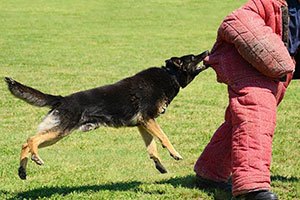 Unique Stag Do Ideas - dog chase