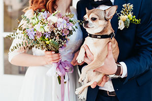 Weddings Go To The Dogs As Puppy Love Grips The Nation