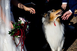 Jasper as ring bearer