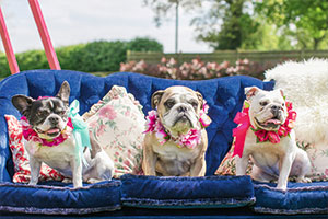 Spring wedding tips: dogs at weddings