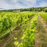 Organic wine in field