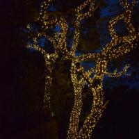 Outdoor wedding and party venues brought to life with enchanting light installations treelights