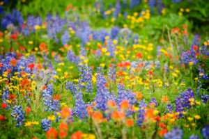 Wildflowers by Edmund Lowe Photography